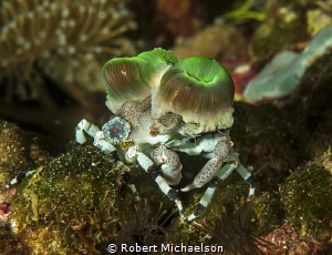 Could use some help with identification of this crab, tha... by Robert Michaelson 